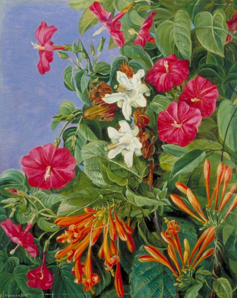 Wild Flowers At Morro Velho, Brazil — Marianne North