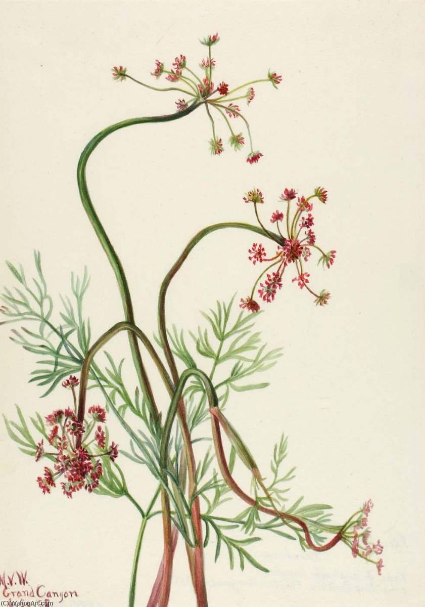Pseudocymopterus Montanus — Mary Vaux Walcott