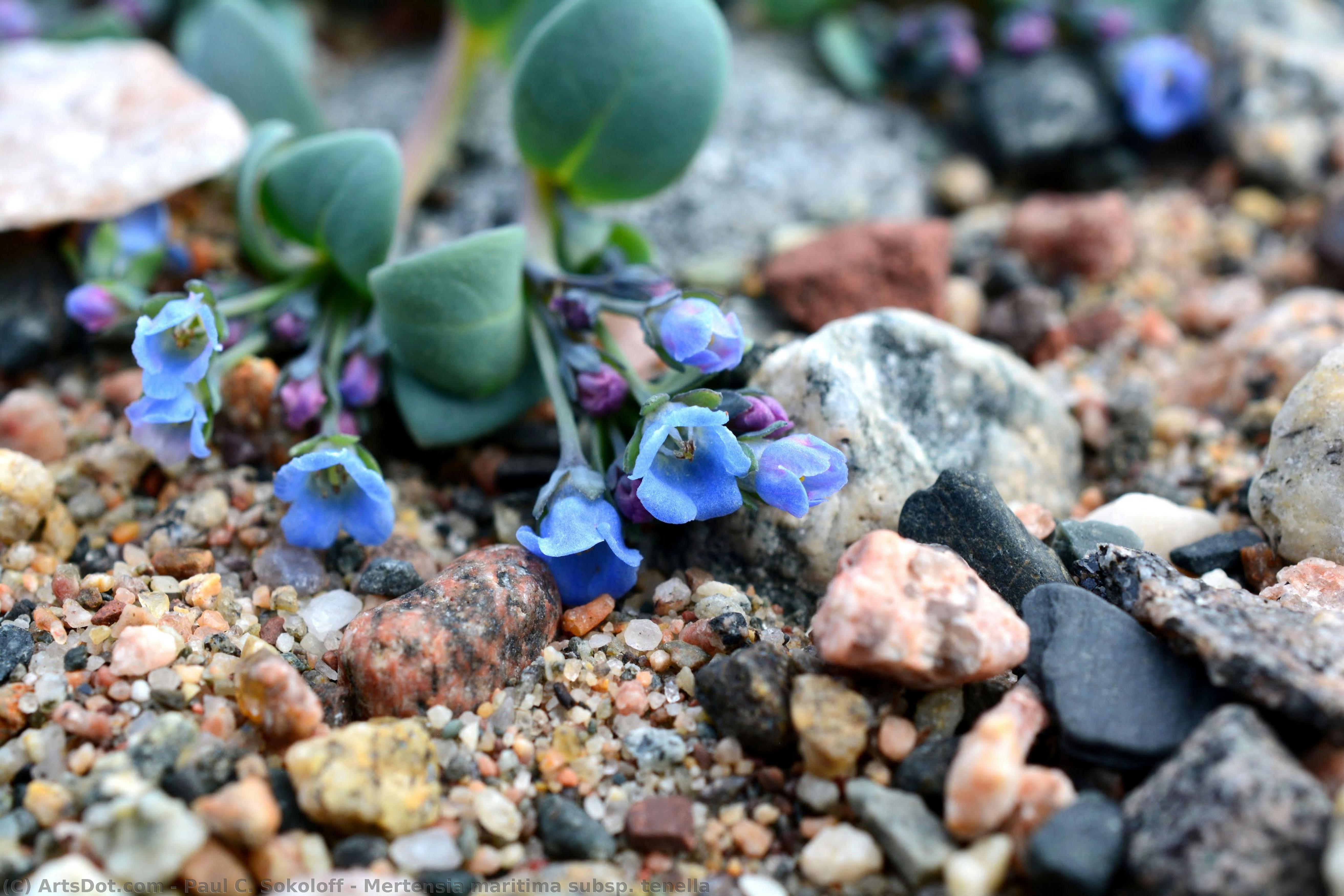 Mertensia Maritima Subsp. Tenella — Paul C. Sokoloff