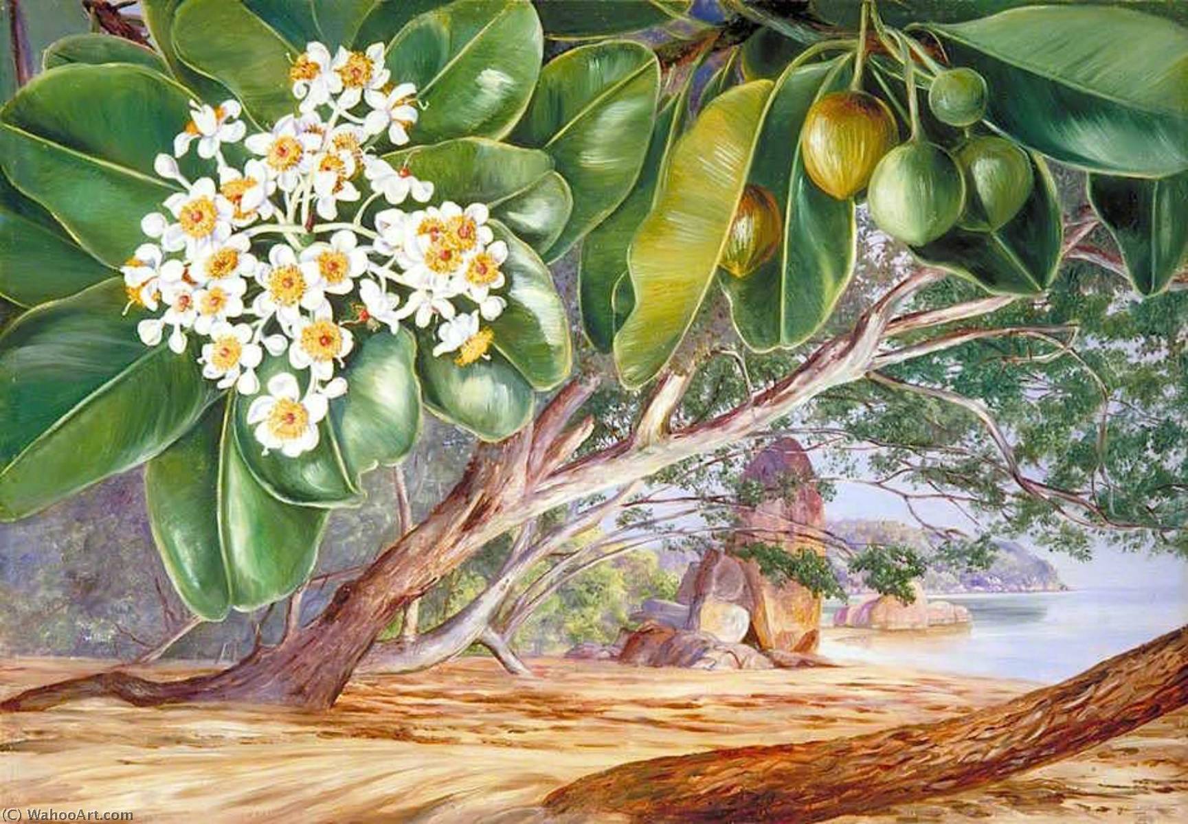 Foliage, Flowers And Fruit Of The Tatamaka, Praslin — Marianne North