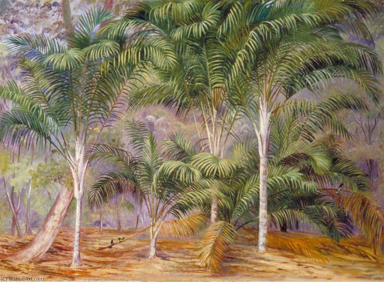 A Group Of Palms In Mahé, Seychelles — Marianne North