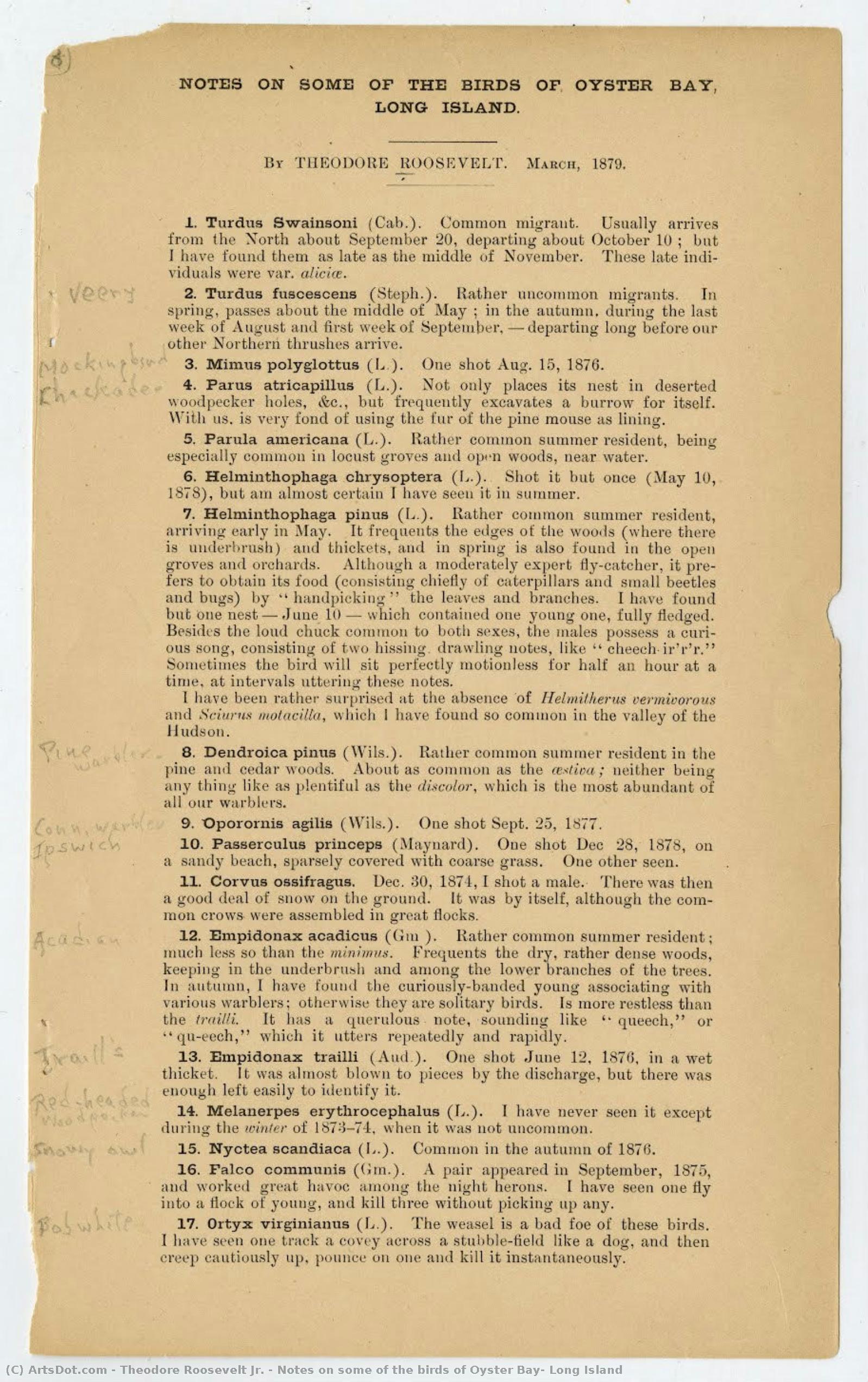 Notes On Some Of The Birds Of Oyster Bay, Long Island — Theodore Roosevelt Jr.