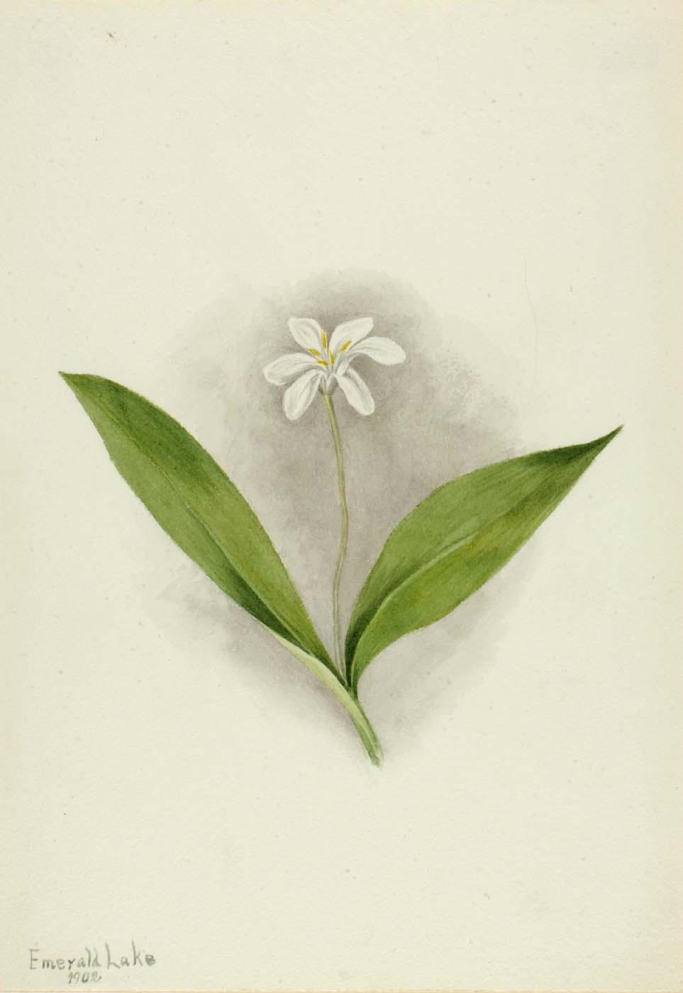 Queencup (clintonia Uniflora) — Mary Vaux Walcott