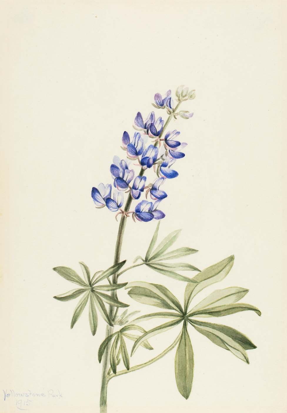 Blue Lupine (lupinus Argenteus) — Mary Vaux Walcott