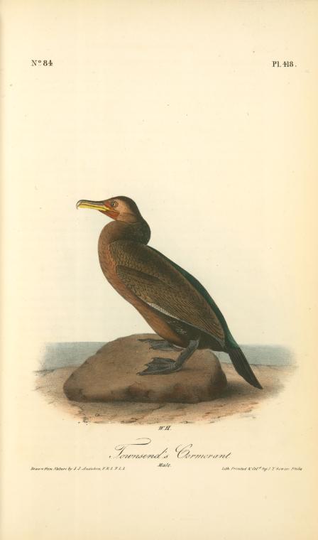 Ownsend's Cormorant. Male — John James Audubon