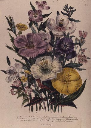 Godetia And Anothera — Jane Loudon