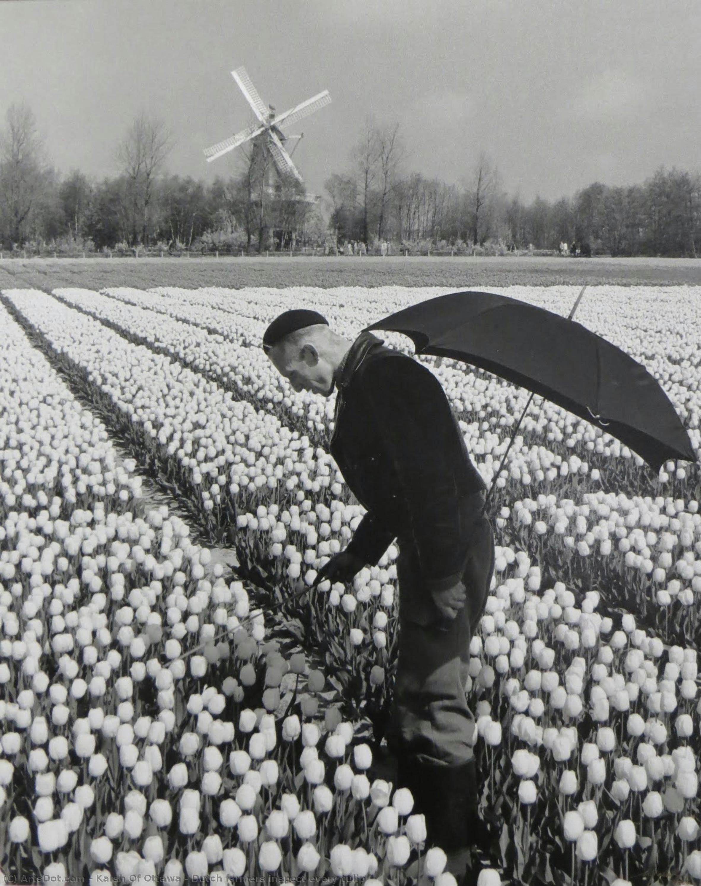 Dutch Farmers Inspect Every Tulip — Karsh Of Ottawa