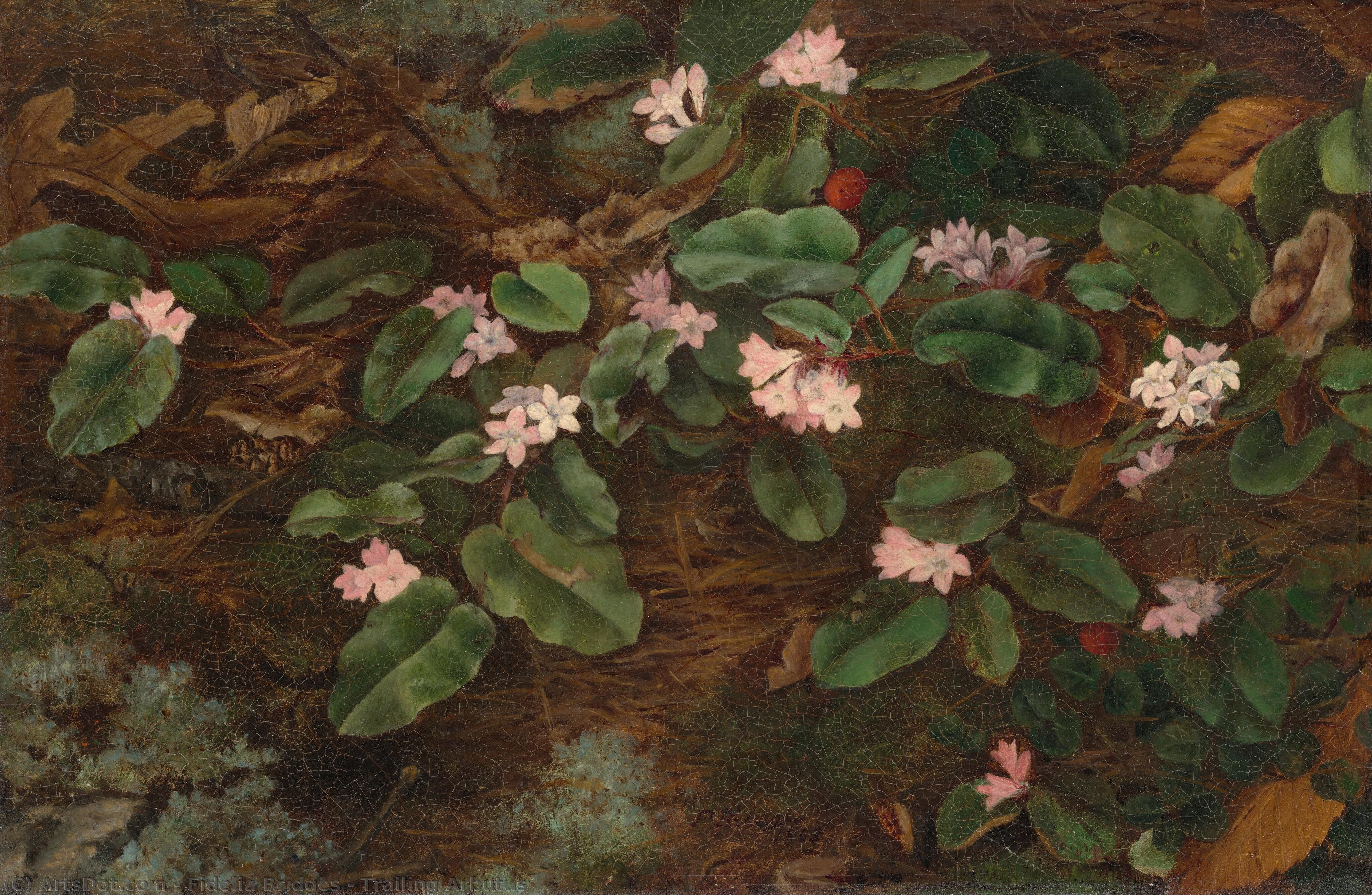 Trailing Arbutus — Fidelia Bridges