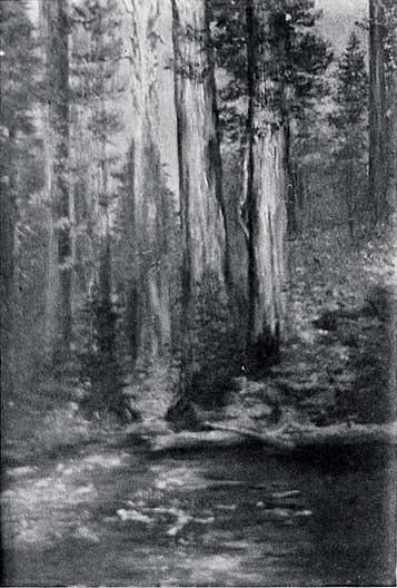 Little Redwood, (painting) — Von Luerzer