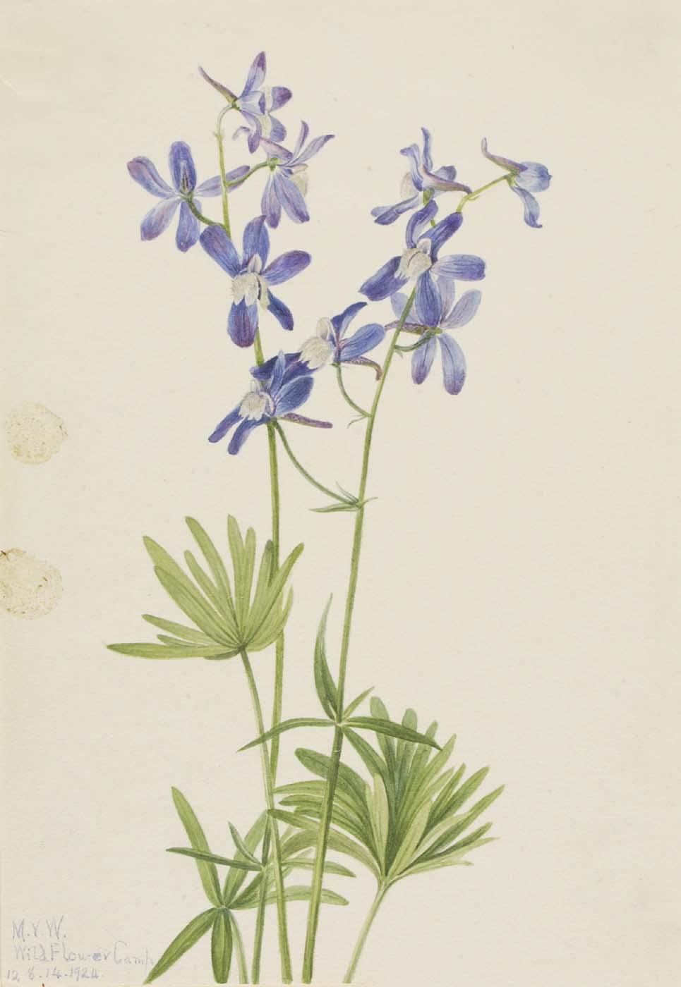 Slim Larkspur (delphinium Depauperatum) — Mary Vaux Walcott