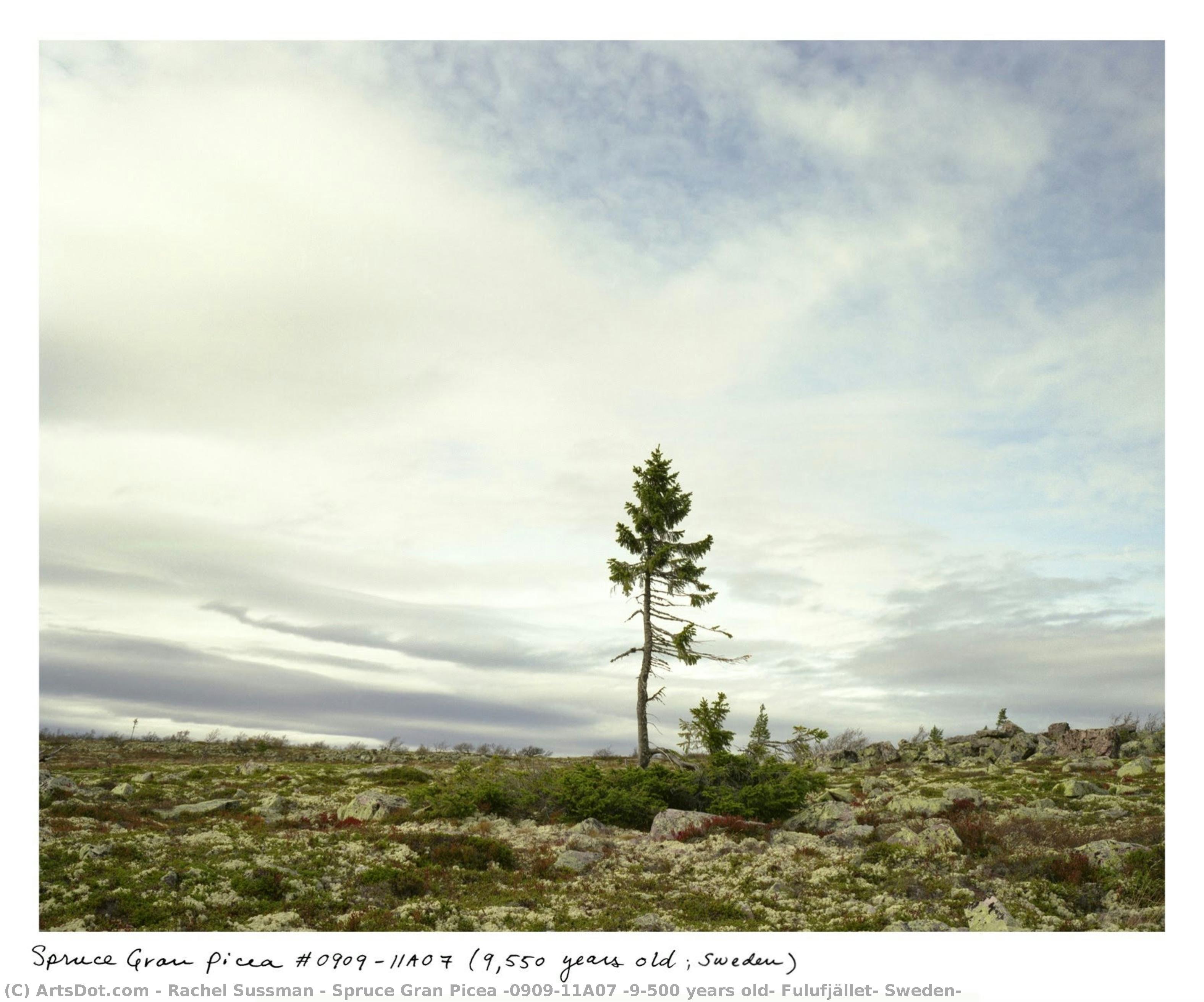 Spruce Gran Picea #0909-11a07 (9,500 Years Old; Fulufjället, Sweden) — Rachel Sussman