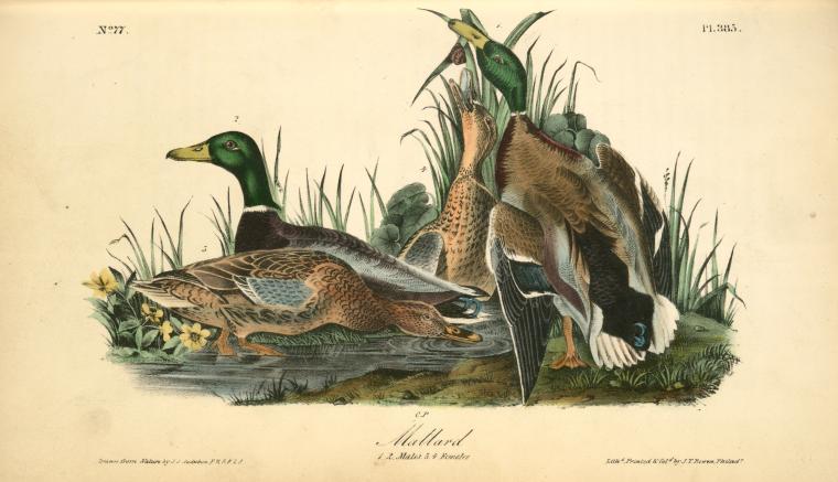 Mallard. 1. 2. Males. 3. 4. Femeles — John James Audubon