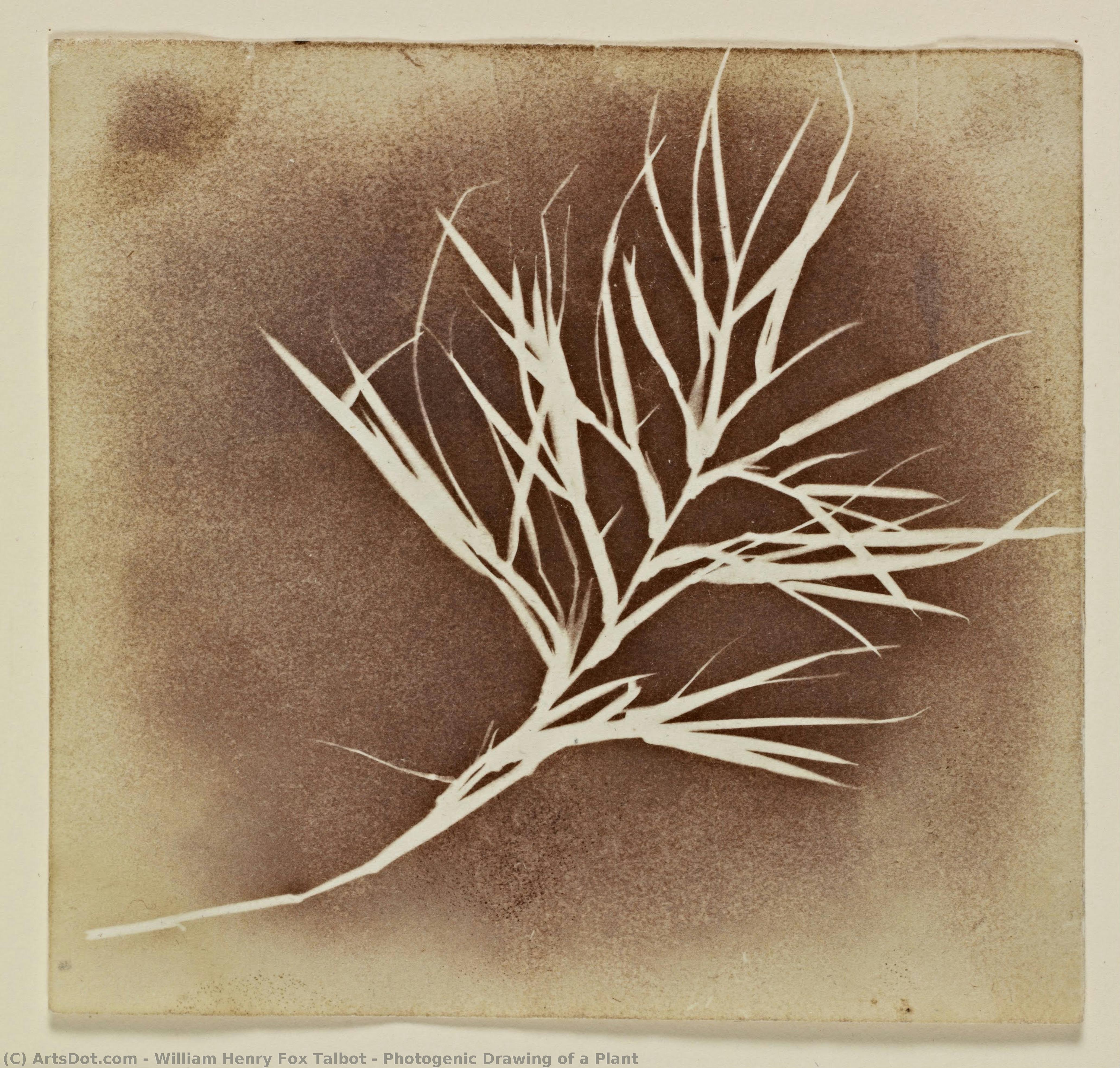 Photogenic Drawing Of A Plant — William Henry Fox Talbot