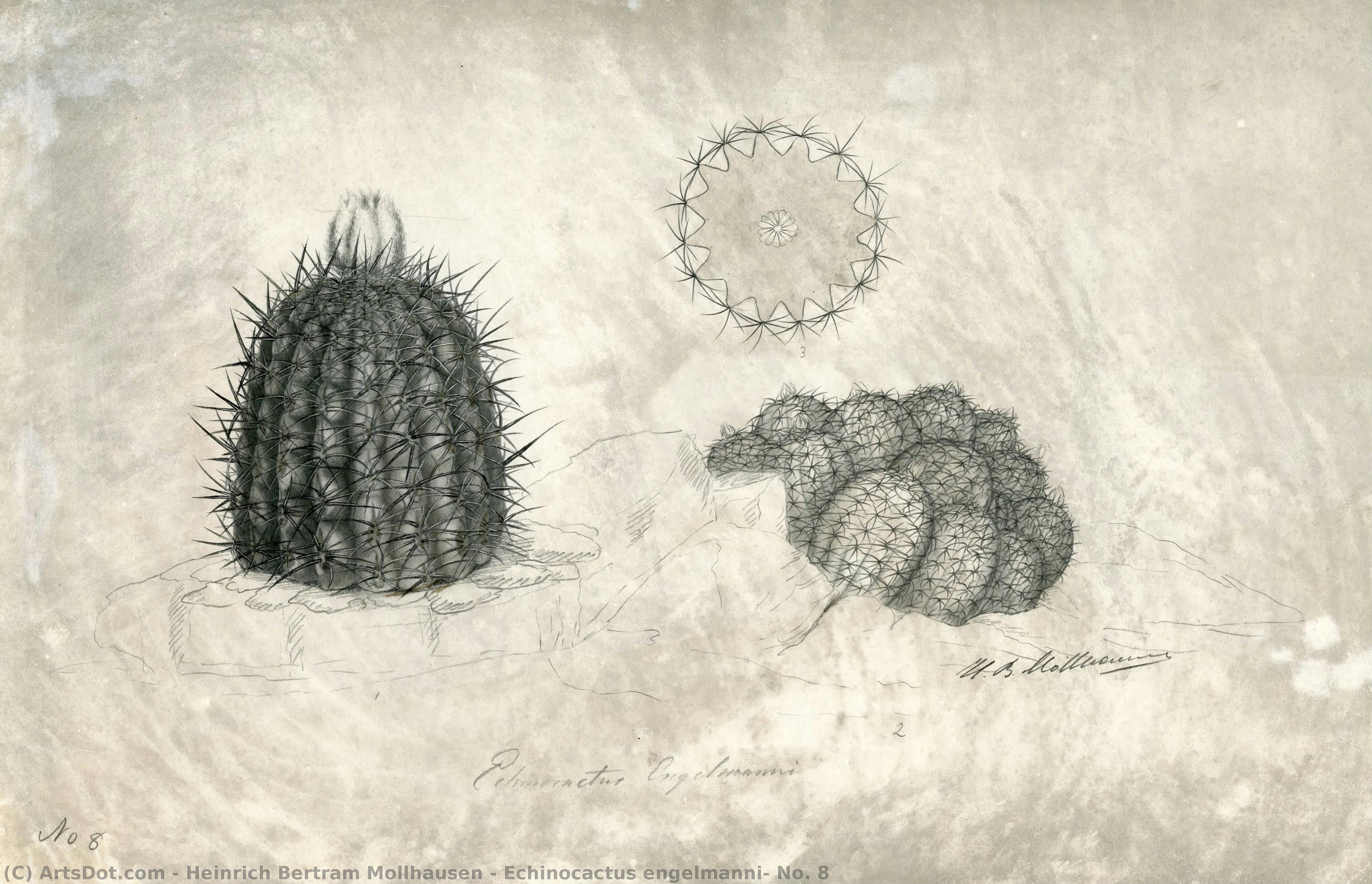 Echinocactus Engelmanni, No. 8 — Heinrich Bertram Mollhausen