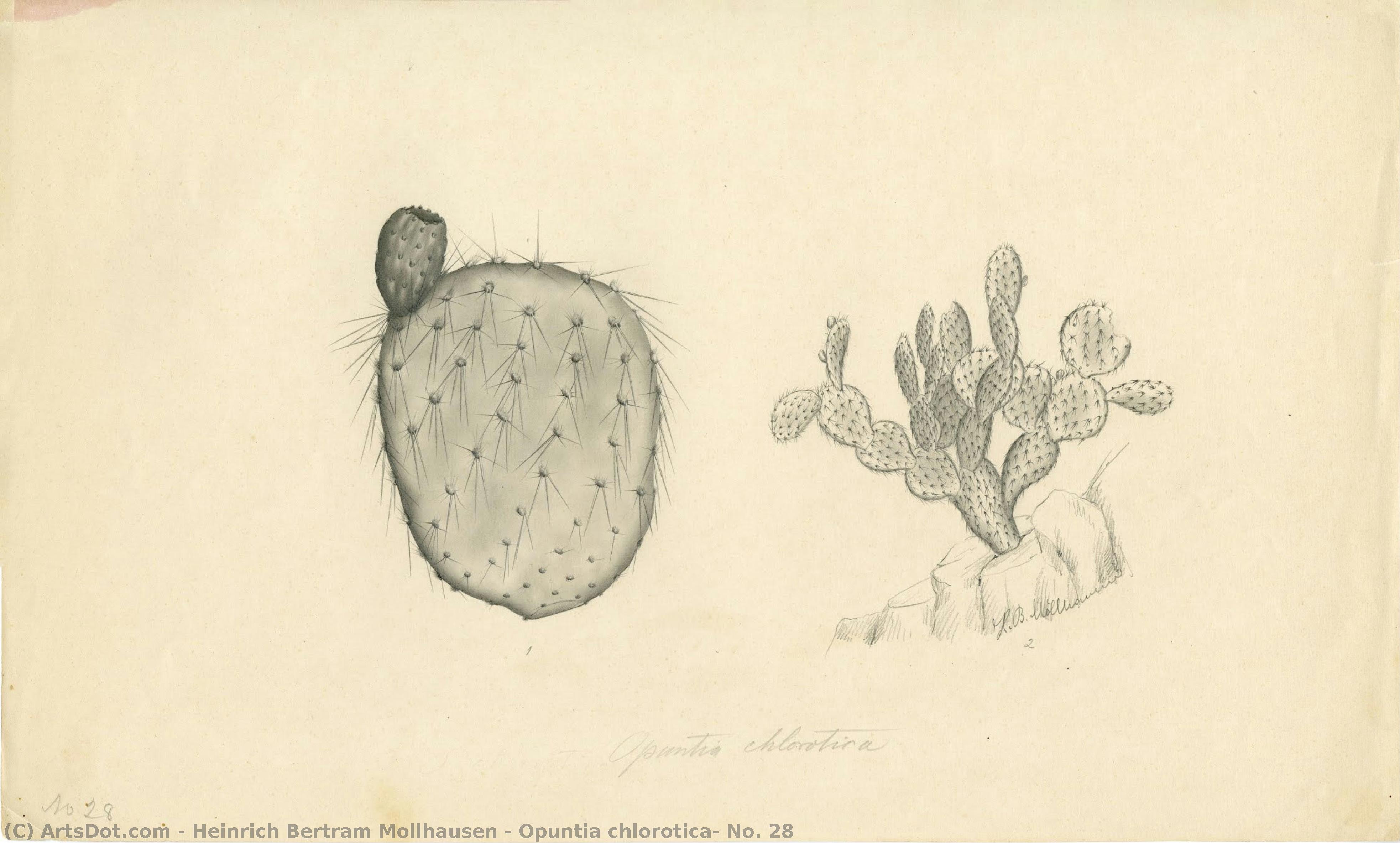 Opuntia Chlorotica, No. 28 — Heinrich Bertram Mollhausen