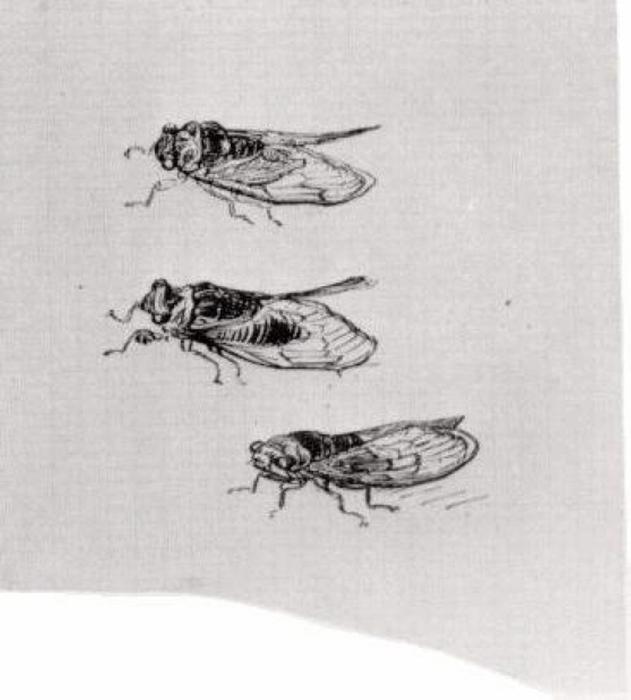 Three Cicadas — Vincent Willem Van Gogh