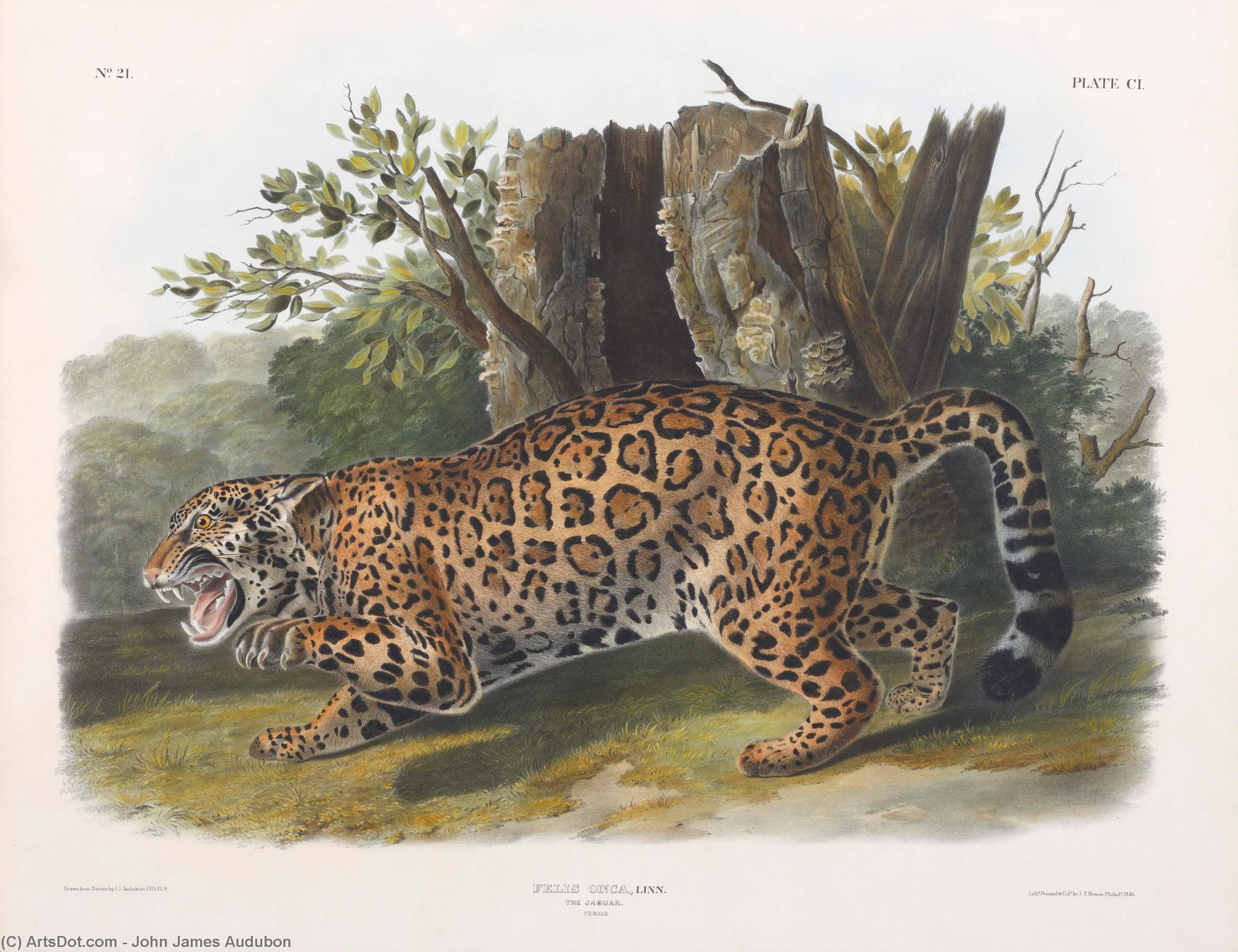 Felis Onca, The Jaguar. Female — John James Audubon