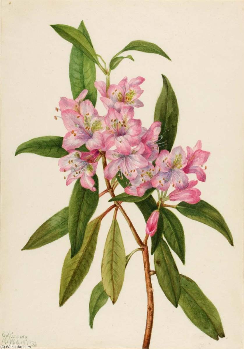 Rose Bay Rhododendron (rhododendron Carolinianum) — Mary Vaux Walcott