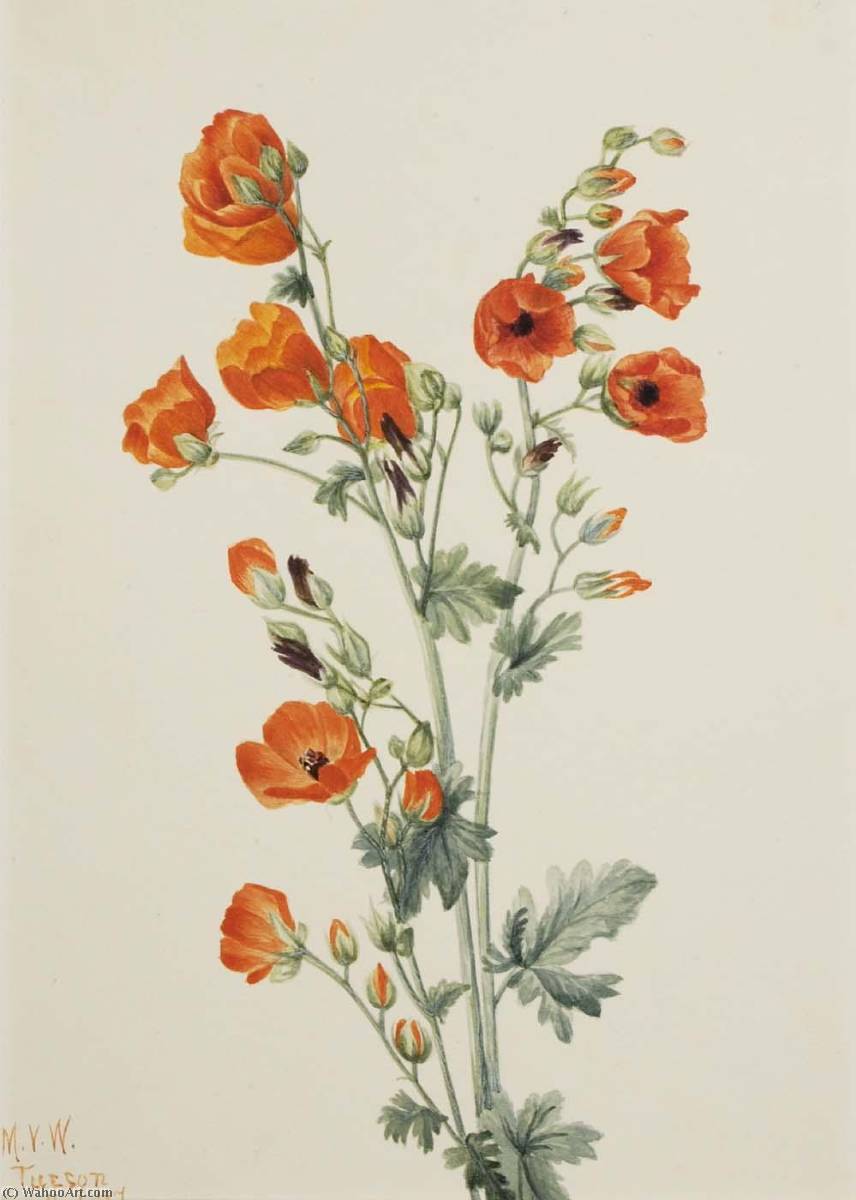 Scarlet Globe Mallow (sphaeralcea Grossulariaefolia) — Mary Vaux Walcott