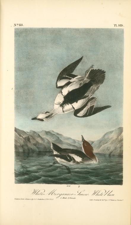 White Merganser Smew. White Nun. 1. Male. 2. Female — John James Audubon