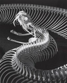The Skeleton Of A Gaboon Viper — Andreas Feininger