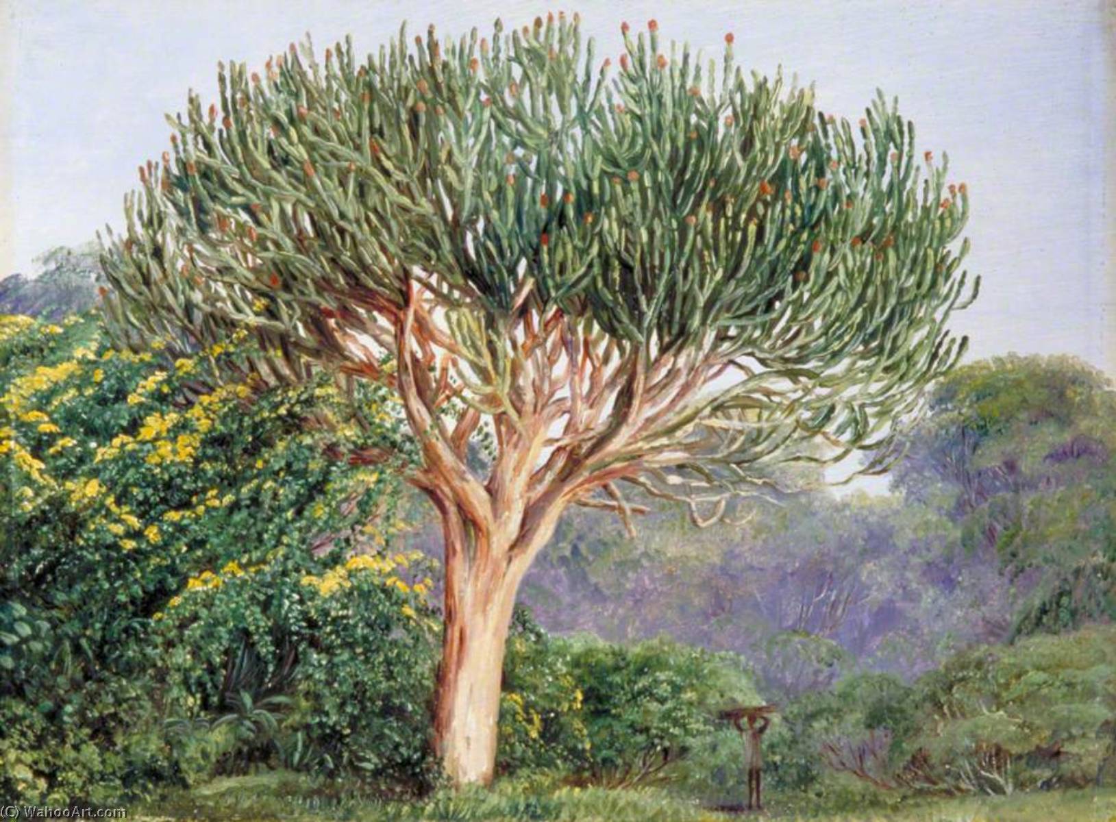 A Tree Euphorbia, Natal — Marianne North