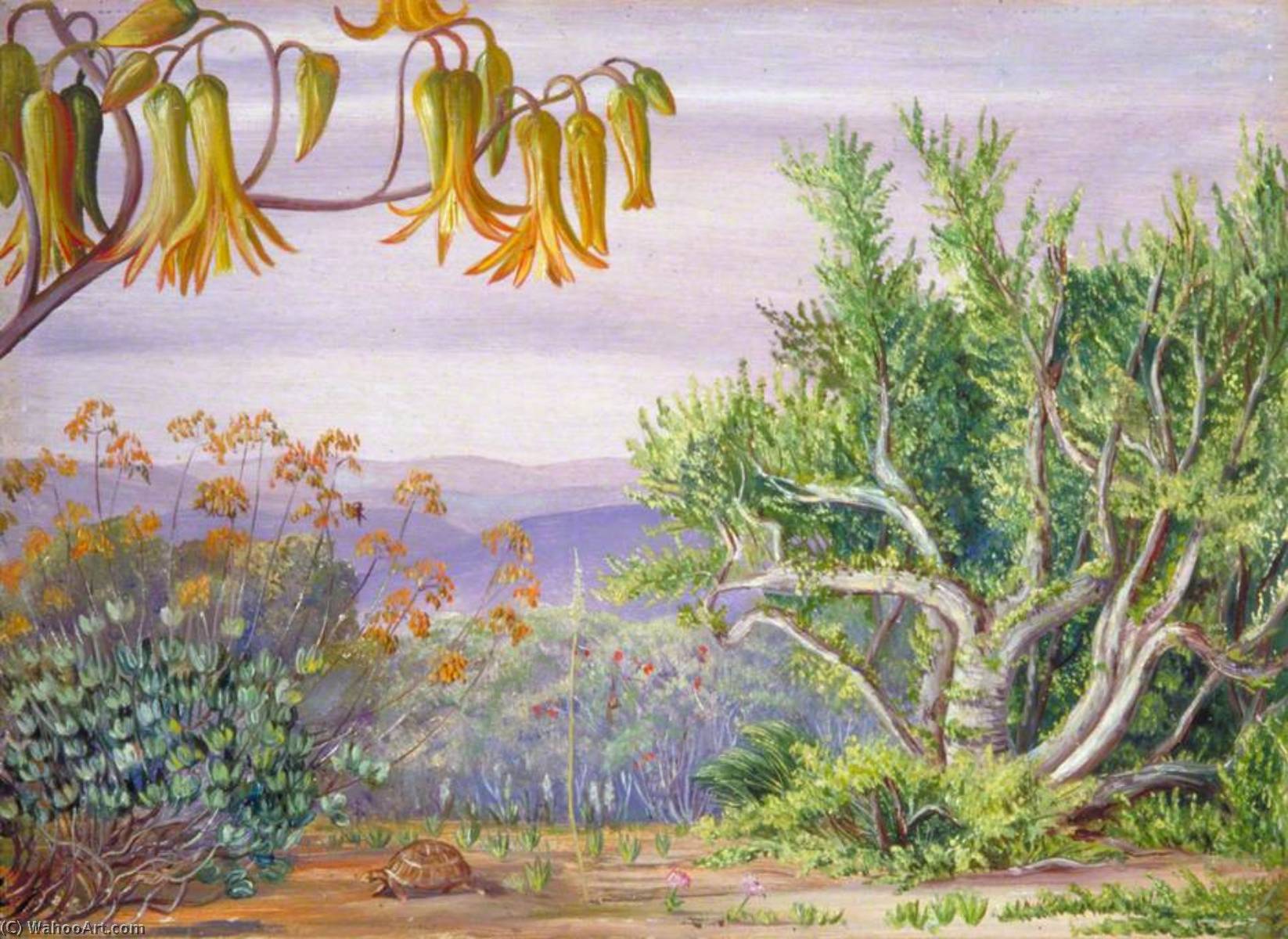 Plantas Suculentas Del Addo Bush, Sudáfrica — Marianne North