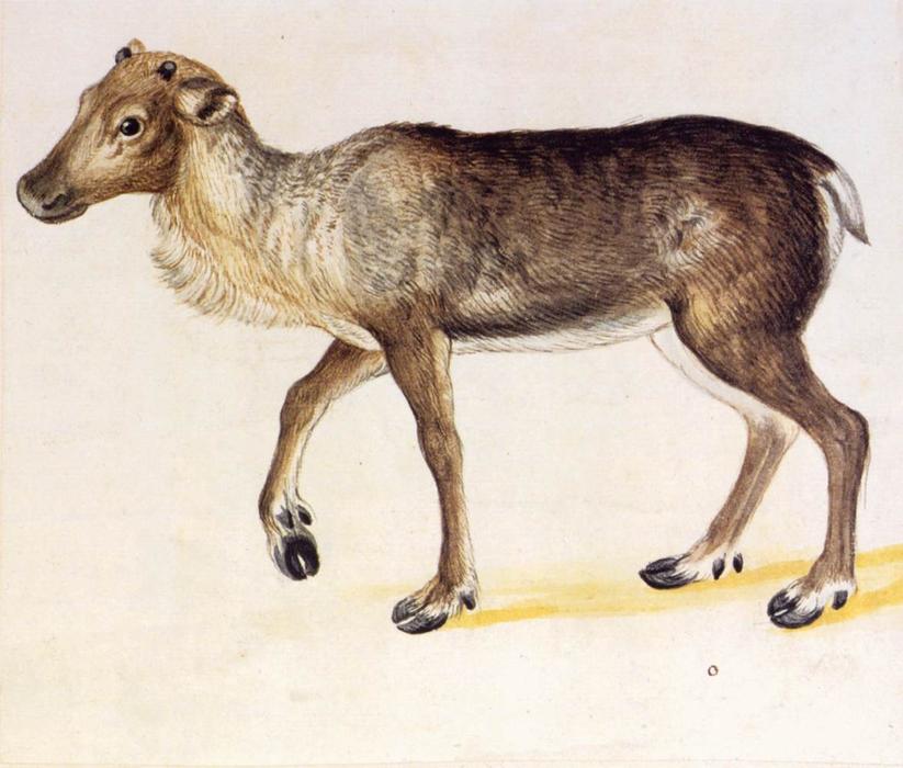 Nature Studies — Ђузепе Арчимболдо