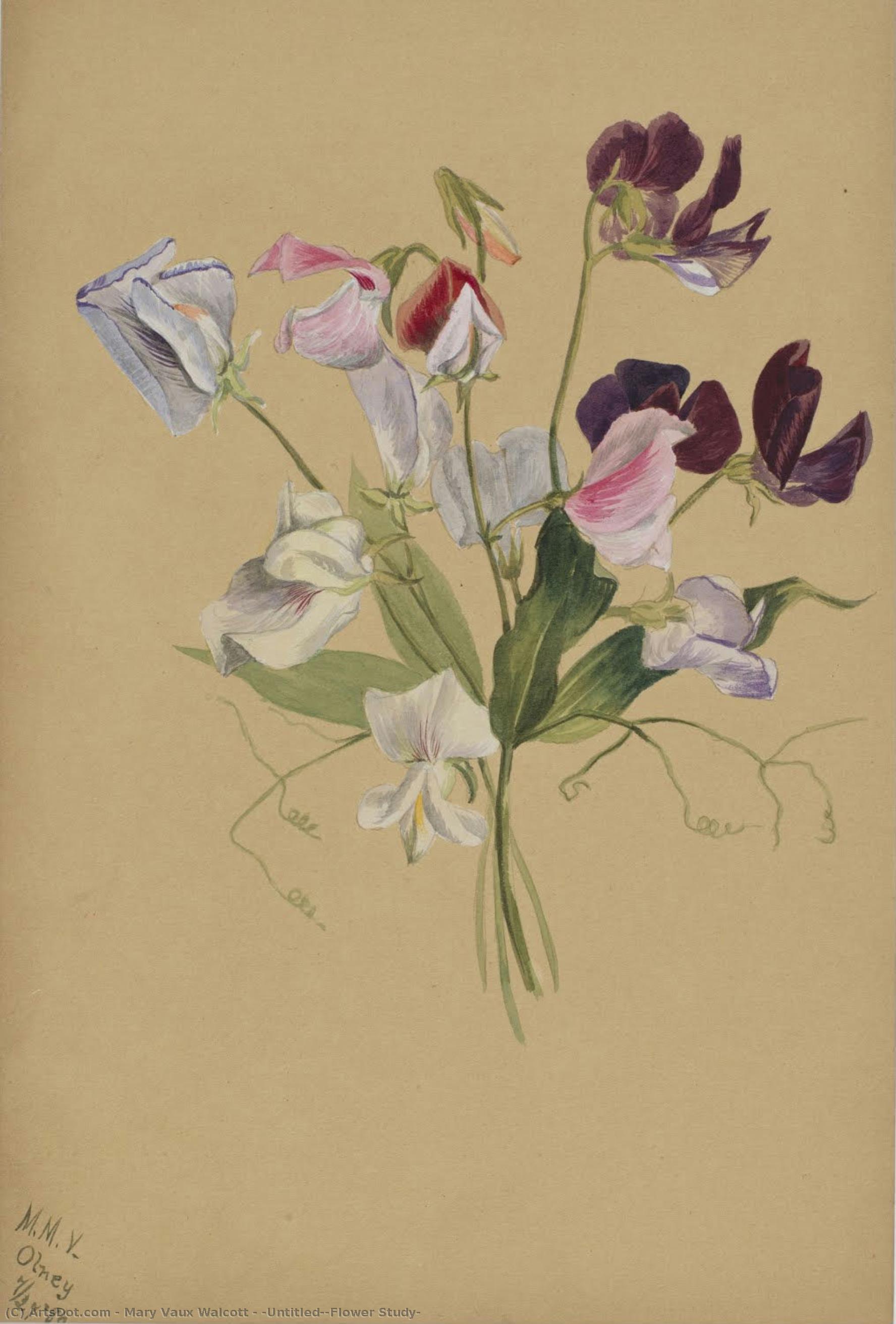 (untitled--flower Study) — Мэри Вокс Уолкотт