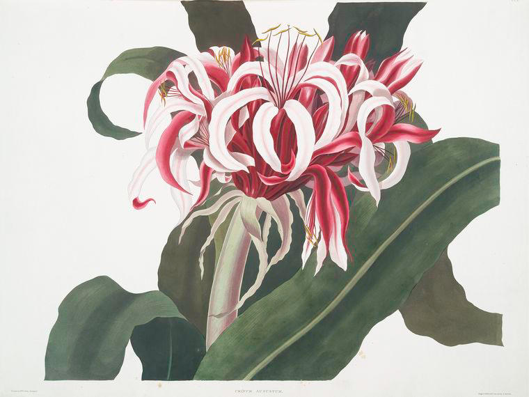 Crinium Augustum — Роберт Хавелл
