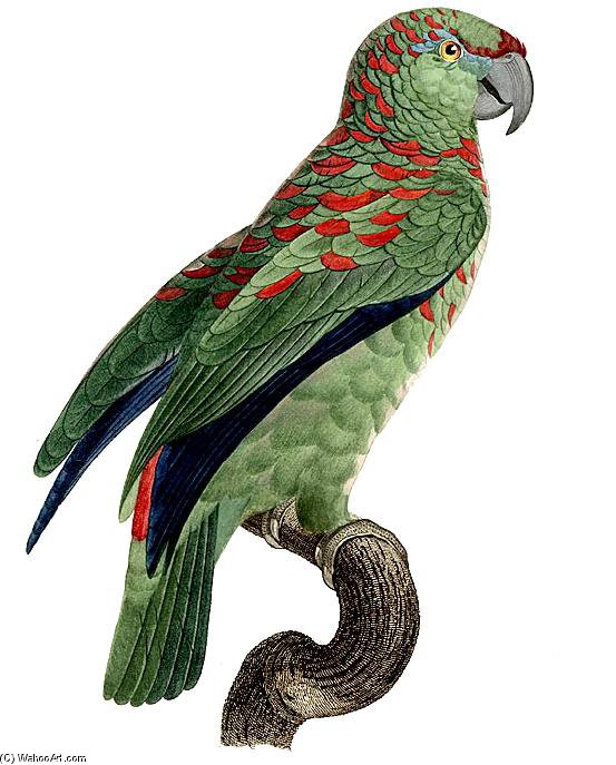Amazona Festiva — ジャック・バラバン