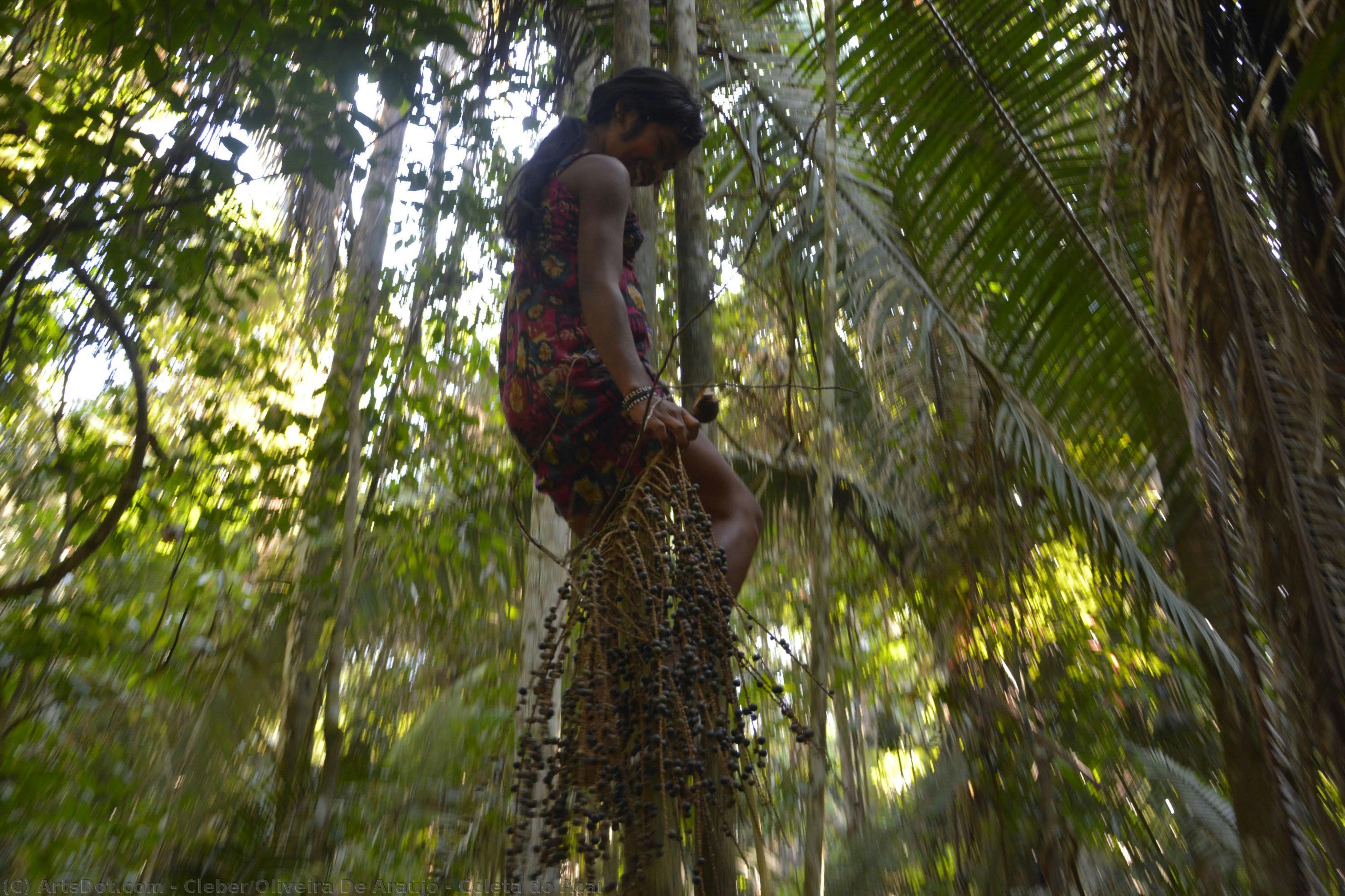 Coleta Do Açaí — Cleber Oliveira De Araújo