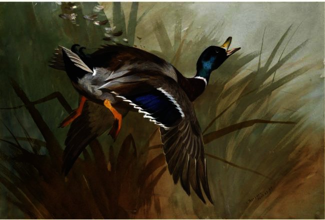 Winged — Archibald Thorburn