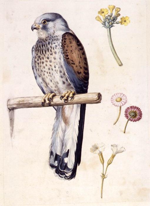 Study Of A Lesser Kestrel And Flowers — Giuseppe Arcimboldo
