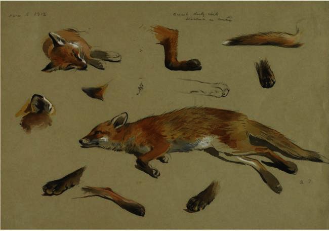 Studies Of A Recumbent Fox — Archibald Thorburn