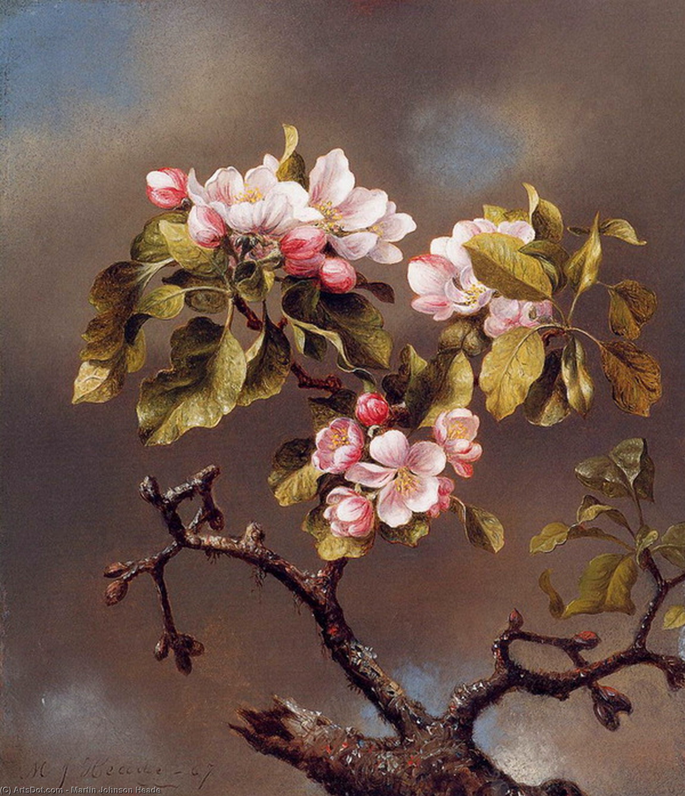 Branch Of Apple Blossoms Against A Cloudy Sky — Martin Johnson Heade