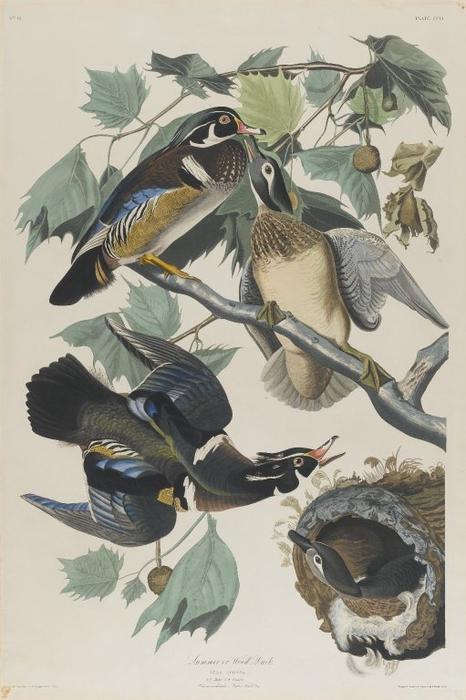 Summer Or Wood Duck — ジョン・ジェームズ・オーデュボン