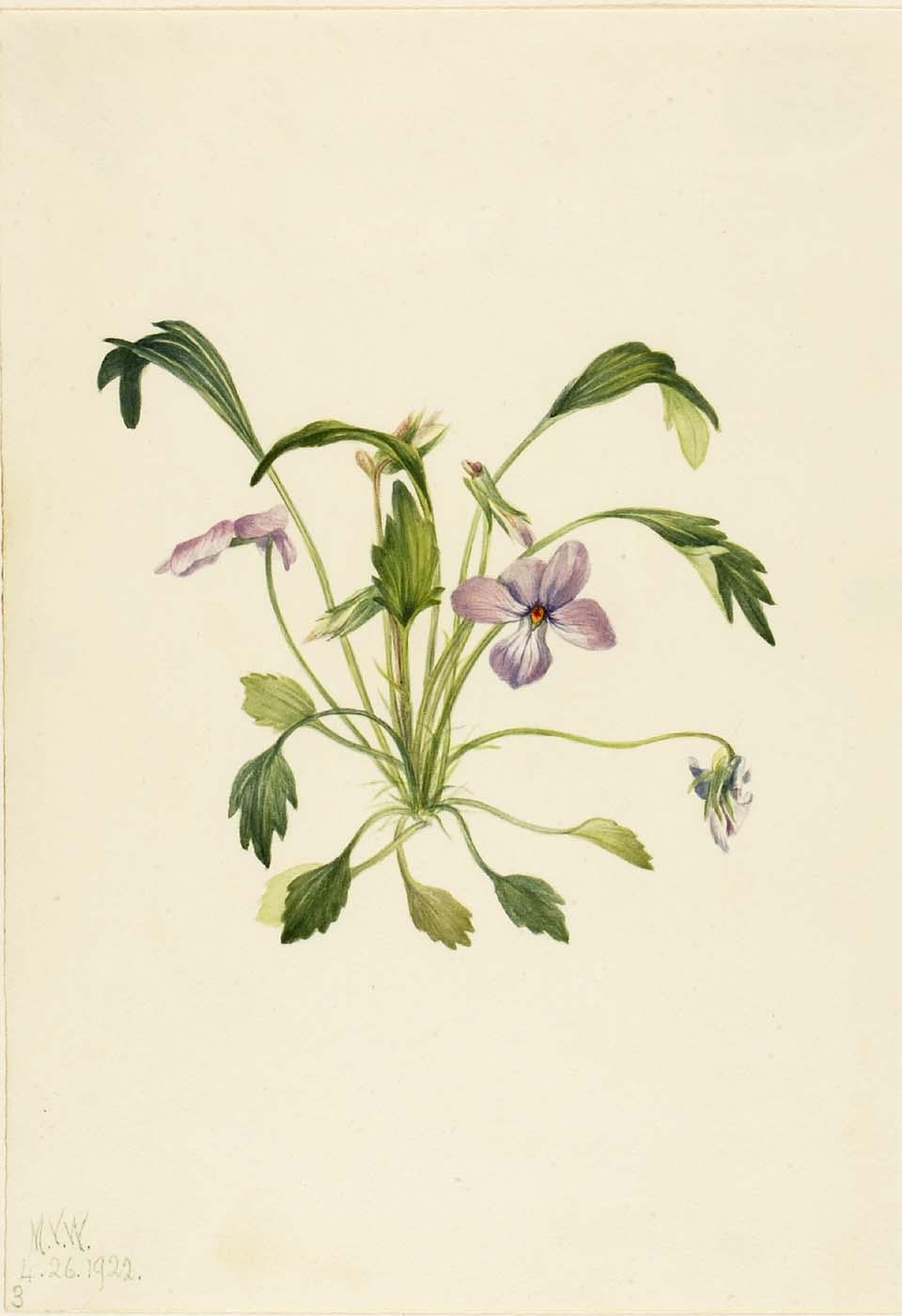 Southern Bird's Foot Violet (viola Digitata) — Mary Vaux Walcott