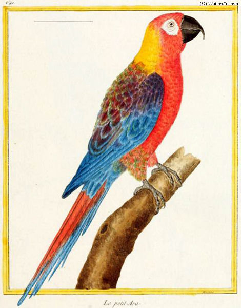 Cuban Macaw — Francois Nicolas Martinet