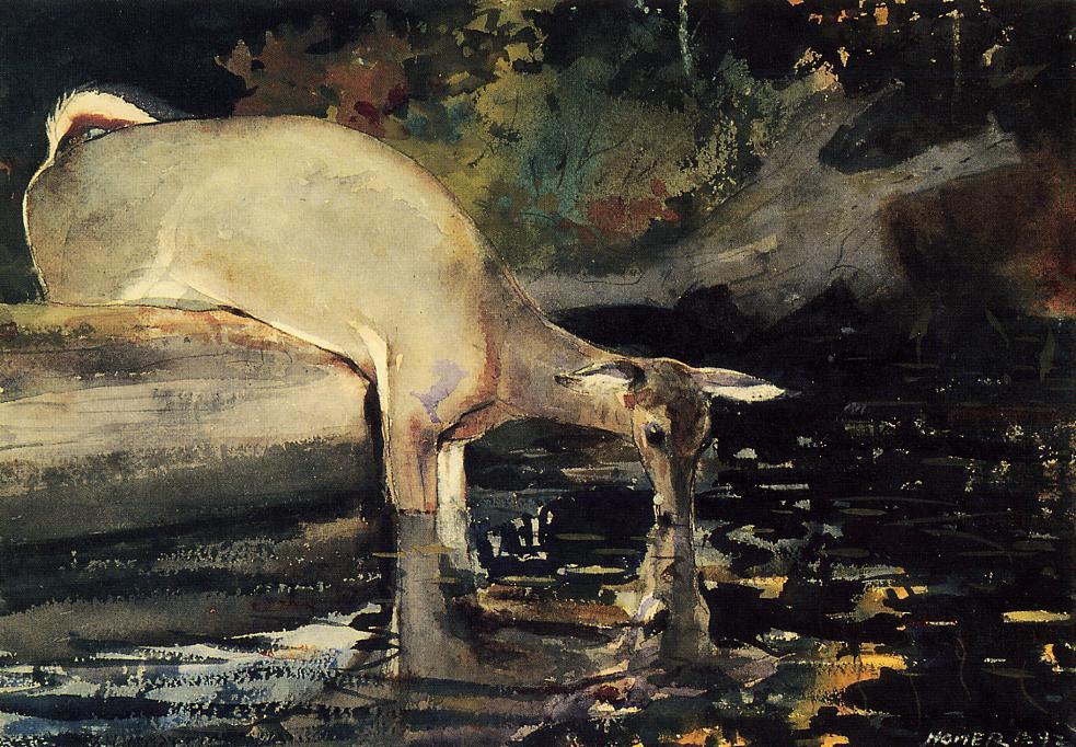 Ciervo Bebiendo — Winslow Homer
