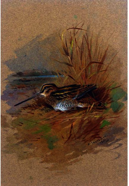 A Snipe Sheltering — アーチボルド・ソーバーン