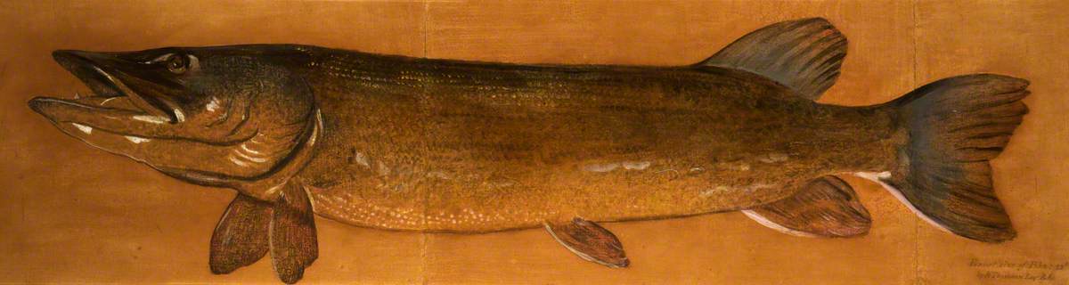 Pike — Henry Thomson