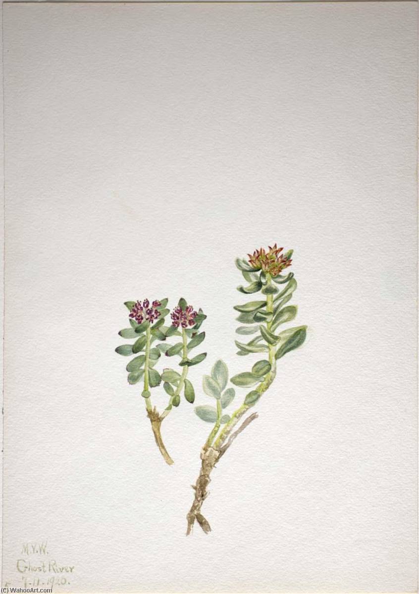 Sanifoiga Adscendeus — Mary Vaux Walcott