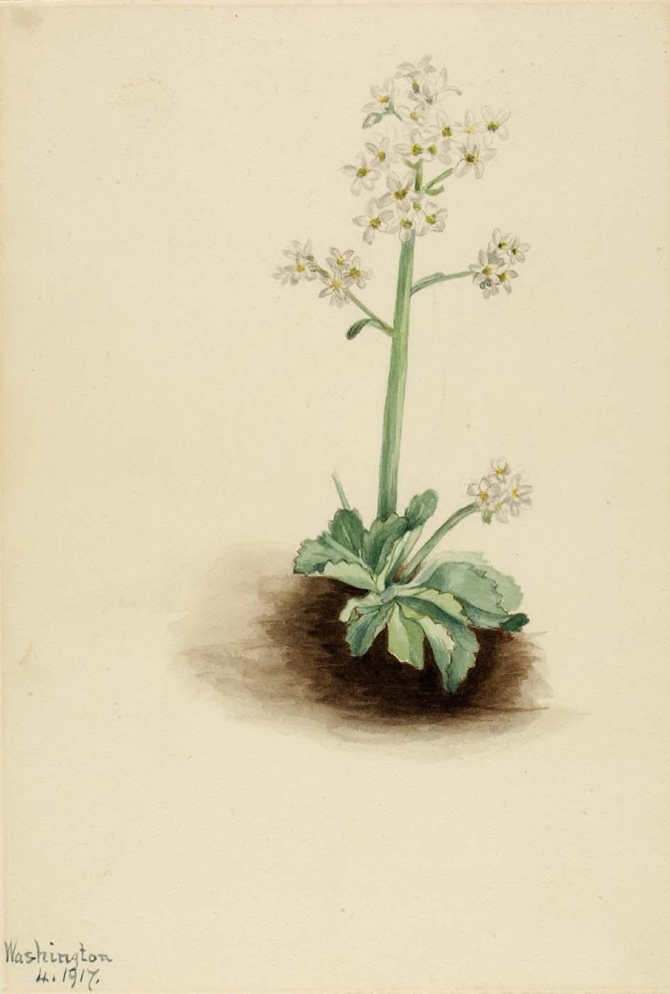 Early Saxifrage (saxifraga Virginiensis) — Mary Vaux Walcott