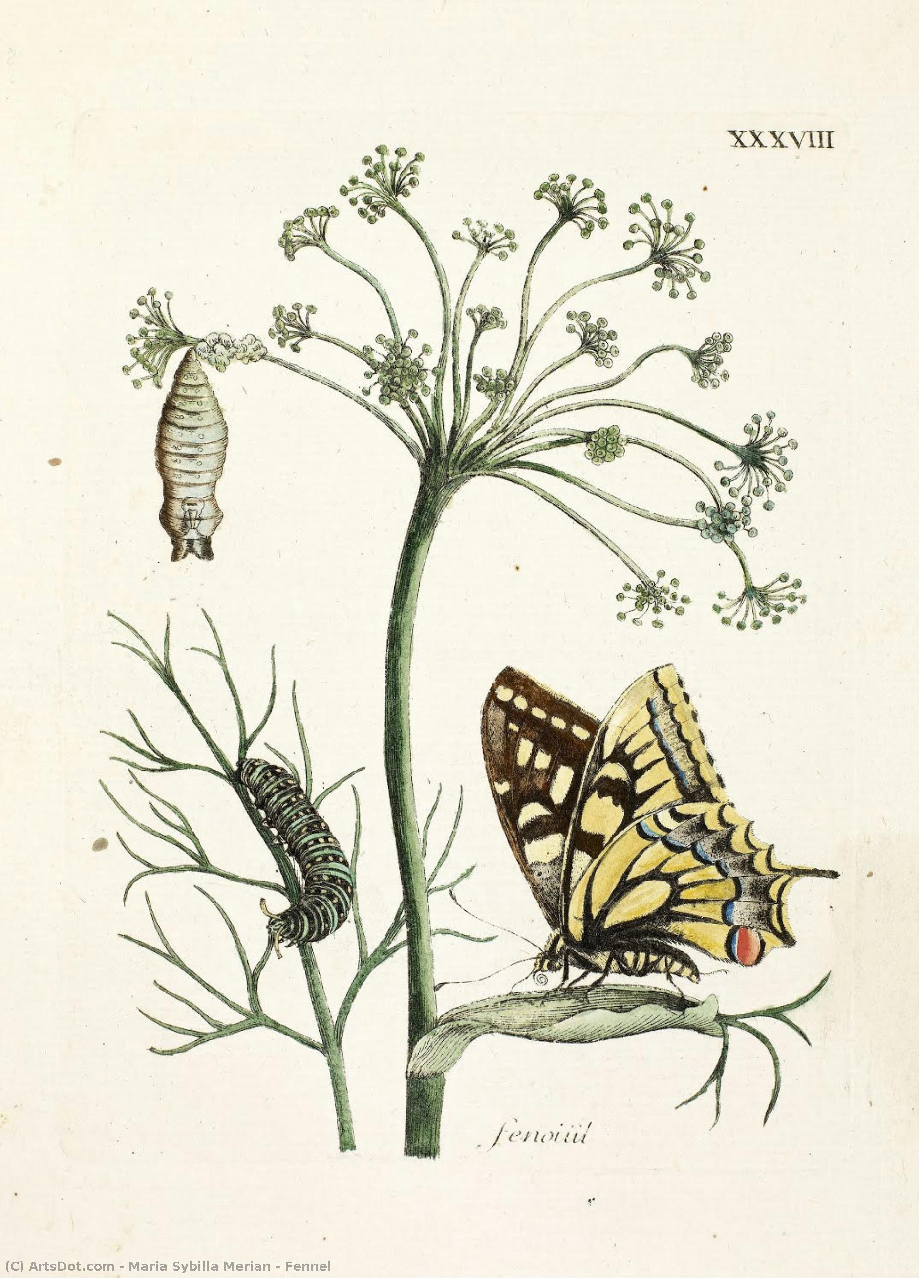 Fennel — Maria Sybilla Merian