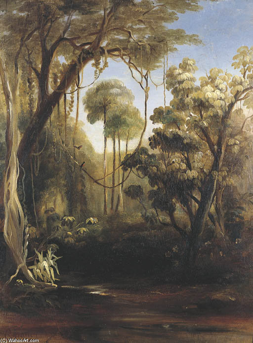 Forest Scene, Illawarra — Конрад Мартинс