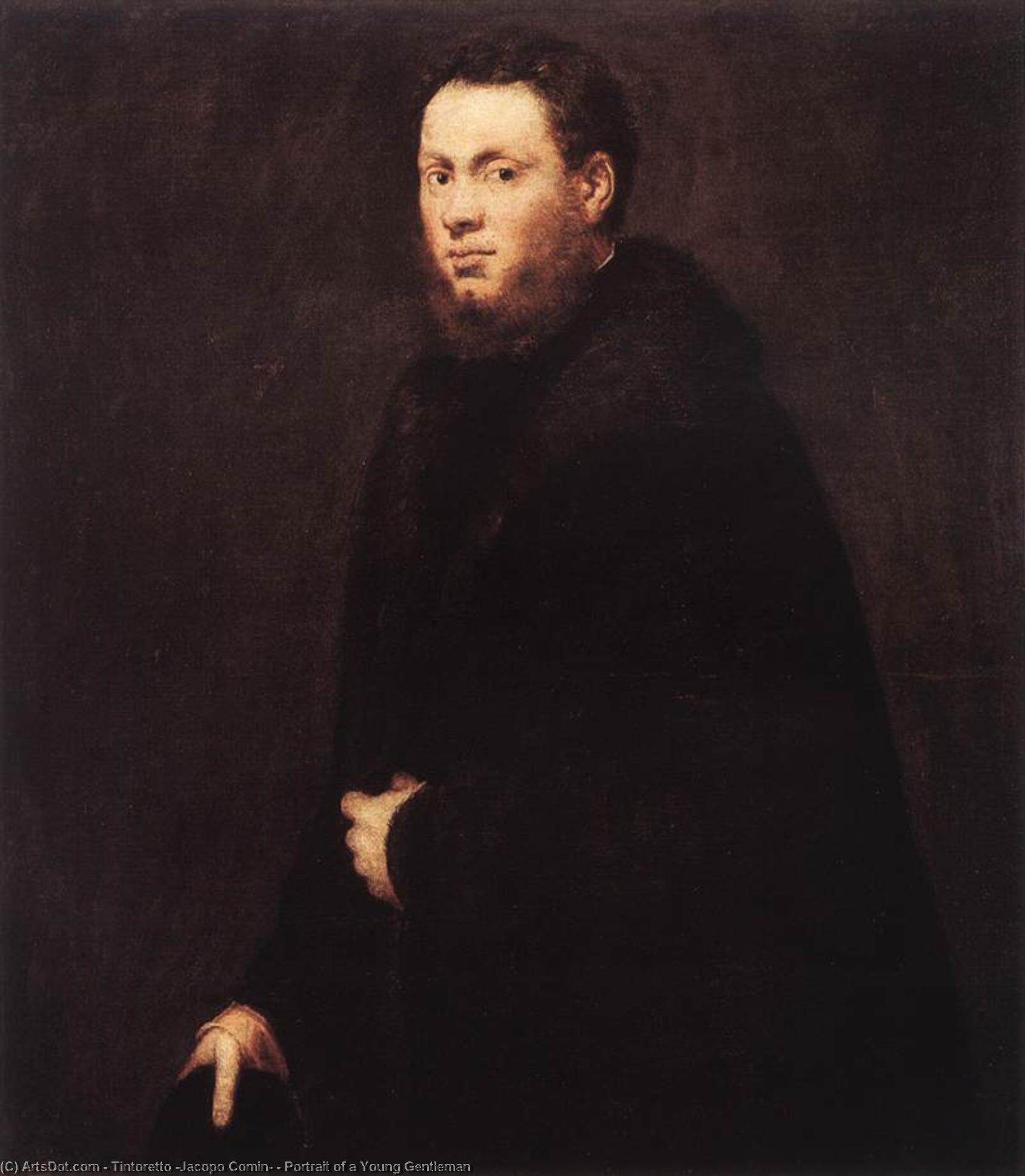 Retrato De Un Joven Caballero — Jacopo Tintoretto