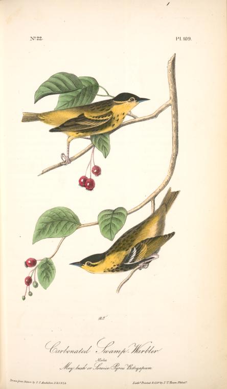 Carbonated Swamp-warbler. Males. (may-bush Or Service. Pyrus Botryapium.) — John James Audubon