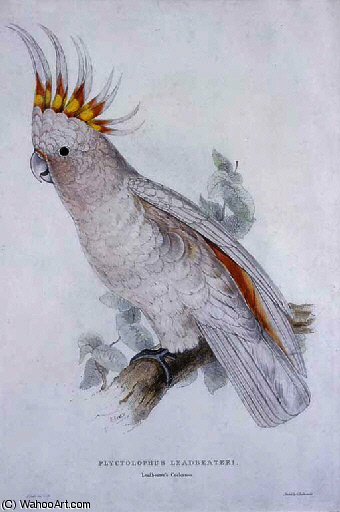 Plyctolophus Leadbeateri — Edward Lear