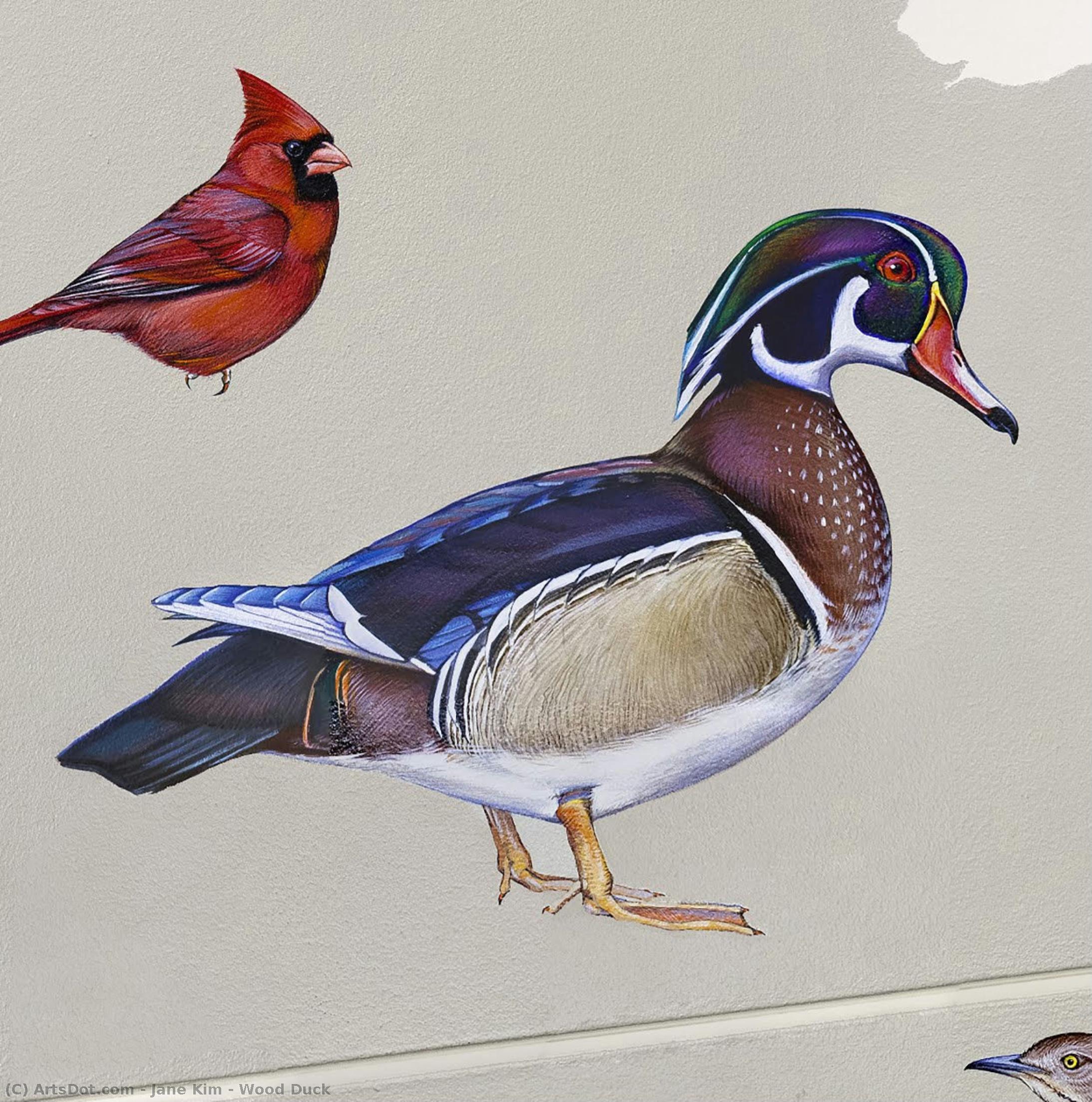 Wood Duck — ジェーン・キム